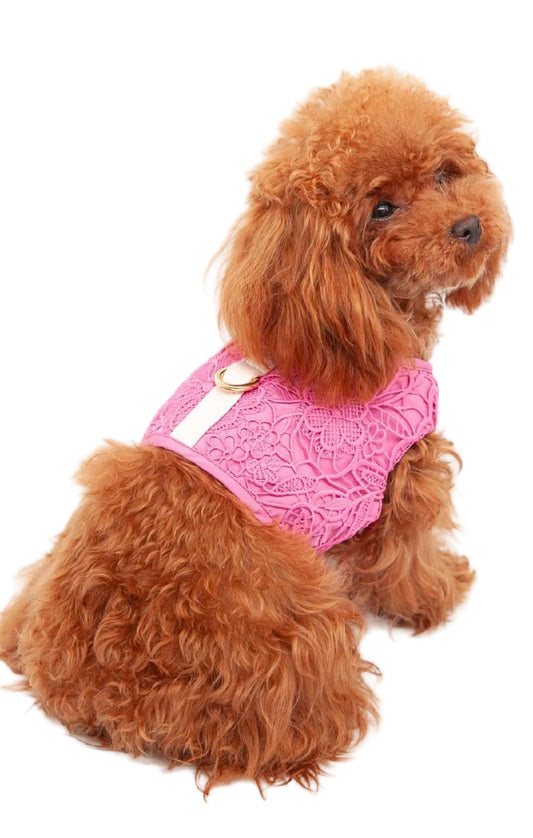 Lace Grace Harness Fragola